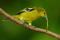 Common Iora catching and swallowing caterpillar