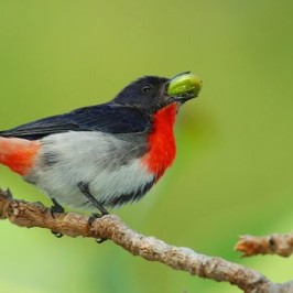 Mistletoebird of Australia