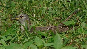 An Indian Cuckoo and three Straw-headed Bulbuls