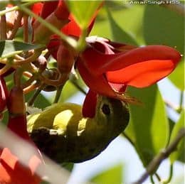 Feeding Behaviour of the Brown-Throated Sunbird