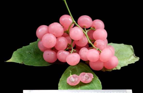 Cayratia mollissima the Bush Grape (Photo credit: YC Wee)