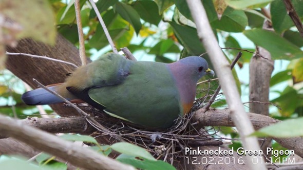 Male Pink-necked Green-pigeon sitting in the nest during the day (Photo credit: Jack Sum]