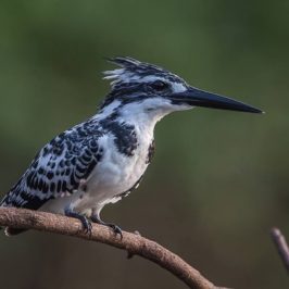 Pied Kingfisher and hovering