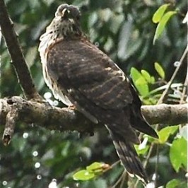 Subadult Large Hawk Cuckoo*