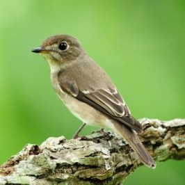 Appearance of Dark-sided and Asian Brown Flycatchers