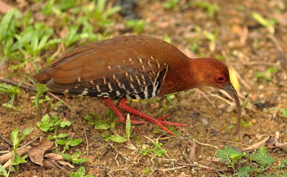 Figure 12. Picture depicting a Red-legged Crake feeding on an earthworm.Photo by KC Tsang © (Permission Pending)