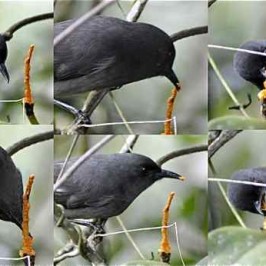 Long-tailed Sibia feeding on fruits