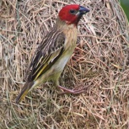 Red-headed Quelea dismantling Baya Weaver nest