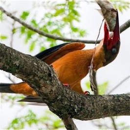 Stork-billed Kingfisher manipulating a tilapia
