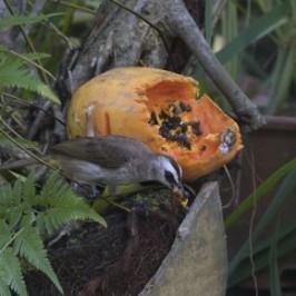 what do sunbirds eat bird ecology study group what do sunbirds eat bird ecology study group