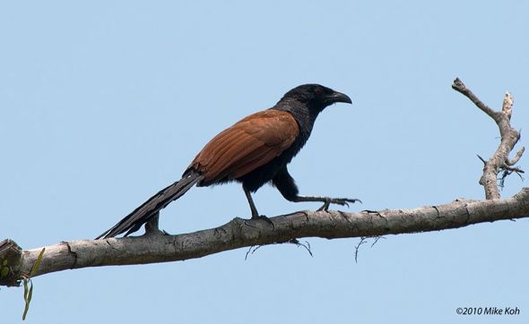 Greater Coucal (Photo credit: Mike Koh)