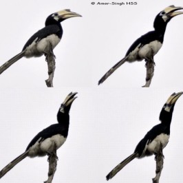 Call of the Oriental Pied Hornbill
