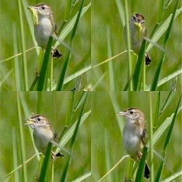 Distracting feeding behaviour of Zitting Cisticola
