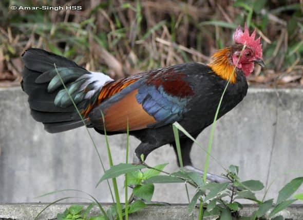 101008 JunglefownR - 1