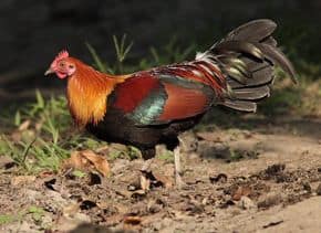 101008 JunglefownR - 3