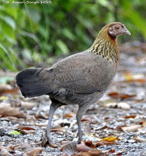 101008 JunglefownR - 4