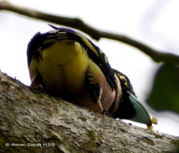 broadbills and their diet