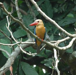 Stork-billed Kingfisher catching armoured catfish