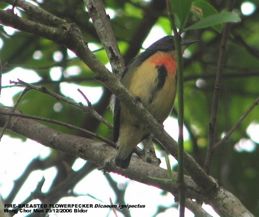 Vertical or altitudinal migration