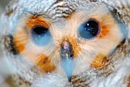 A tragic story of an owl fledgling