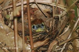Striped-Tit Babbler's nest site