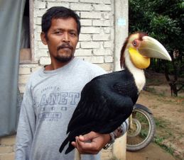 Plain-pouched Hornbill: Injured juvenile rescued