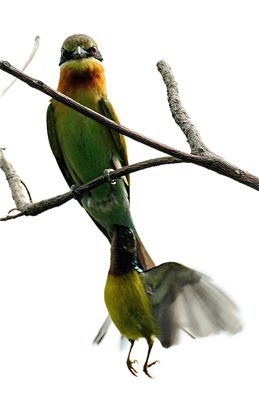 Brown-throated Sunbird mobs Blue-tailed Bee-eater