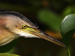 Yellow Bittern eating a damselfly
