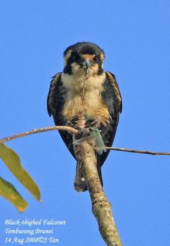 Black-thighed Falconet eating grasshopper