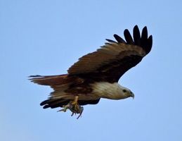 Brahminy Kite eating on the wing