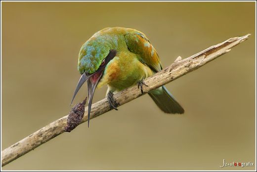 What does a bee-eater do after a meal?