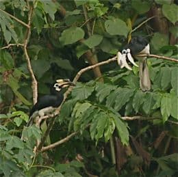 Oriental Pied Hornbill interlocking bills
