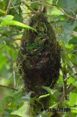 Whitehead’s Broadbill nest