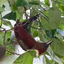 Banded Woodpecker picking ants