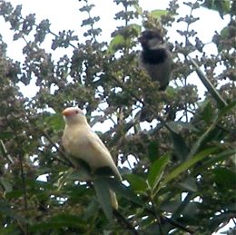 Albino House Sparrow being fed by an adult bird