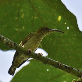 Birds feeding on fruits of <em>Macaranga bancana</em>
