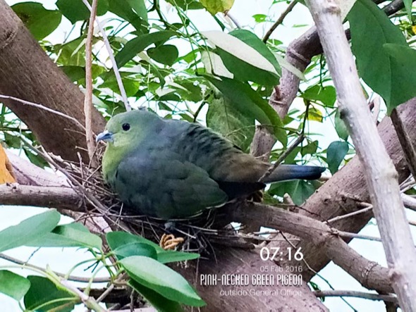 Female Pink-necked Green-pigeon sitting in the nest (photo credit: Jacob Tan) 