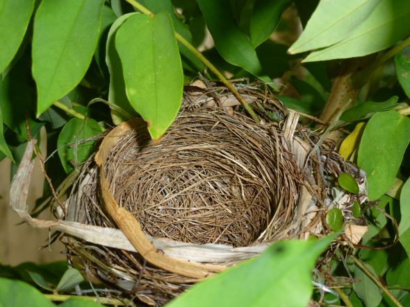 Nest of Red-whiskered Bulbul (Credit: YC Wee}