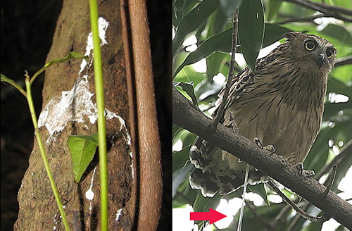 Portrait of an owl: Buffy Fish Owl