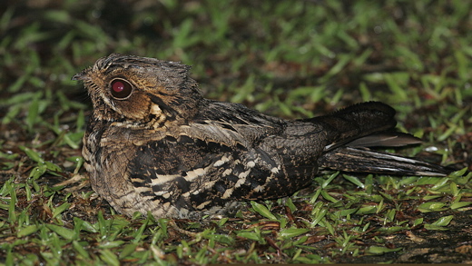 Eyelashes in birds?