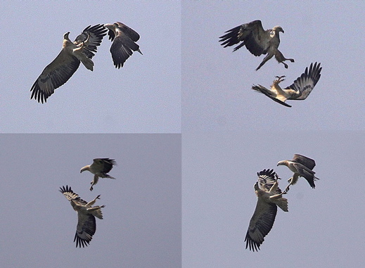 Aerial display: White-bellied Sea Eagle
