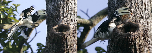 Hornbills at Changi: Sealing herself in
