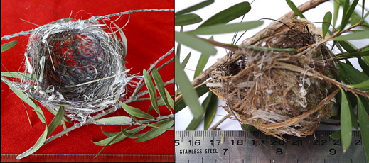 Anatomy of a nest: Oriental White-eye