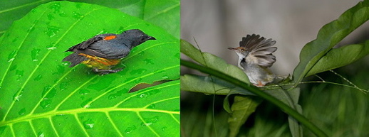 Leaf bathing