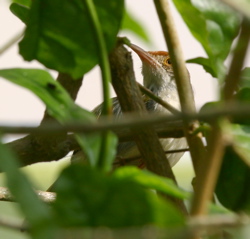 Common Tailorbird: A failed nesting