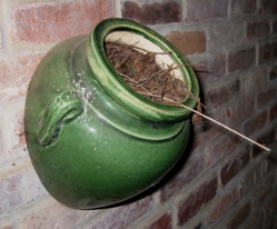 Carolina Wrens nesting in a Washington, D.C. suburb