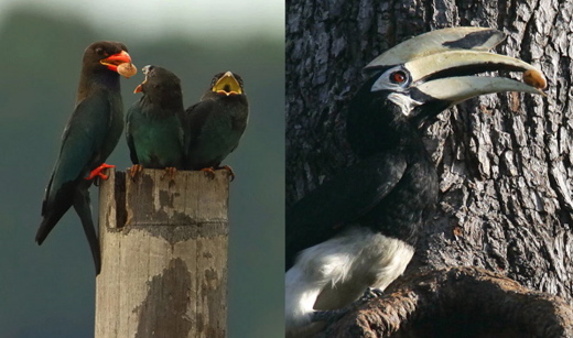 Birds and molluscs