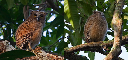 Buffy Fish Owl encounters