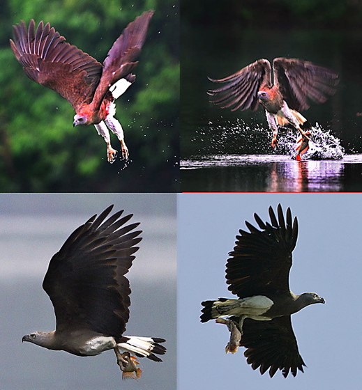 Grey-headed Fish Eagle