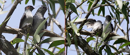 Nesting of Grey-rumped Treeswift